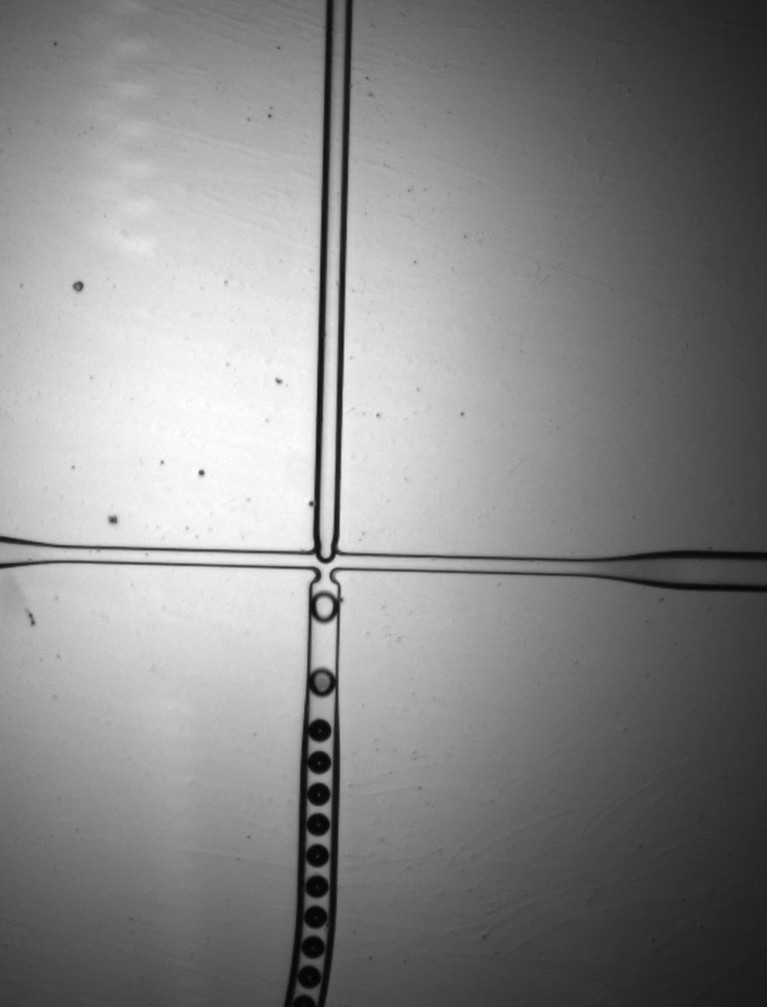 Micrograph of a microfluidic flow-focusing junction generating a uniform train of water droplets in oil